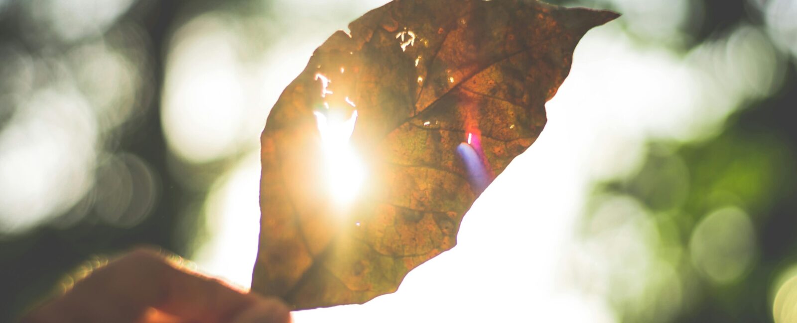 FOCUSING – Einführungskurs Modul 1 (2027)